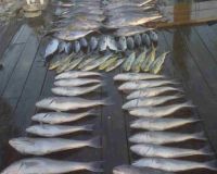 va beach fishing charters 59 20200326