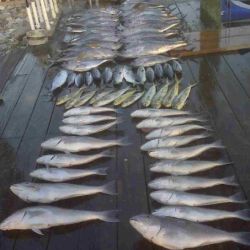 va beach fishing charters 59 20200326