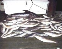 va beach fishing charters 30 20200326