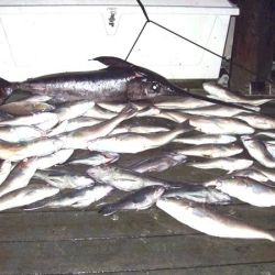 va beach fishing charters 30 20200326