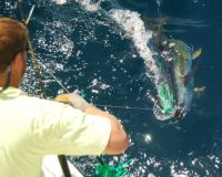 va beach fishing charters 41 20200326