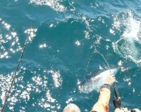 va beach fishing charters 5 20200326