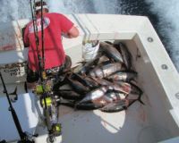 va beach fishing charters 57 20200326