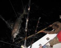 va beach fishing charters 58 20200326