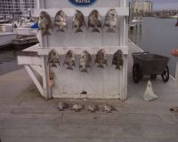 va beach fishing charters 62 20200326