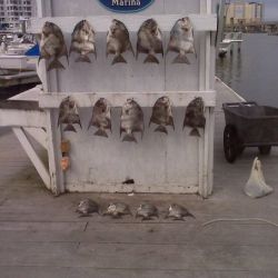 va beach fishing charters 62 20200326